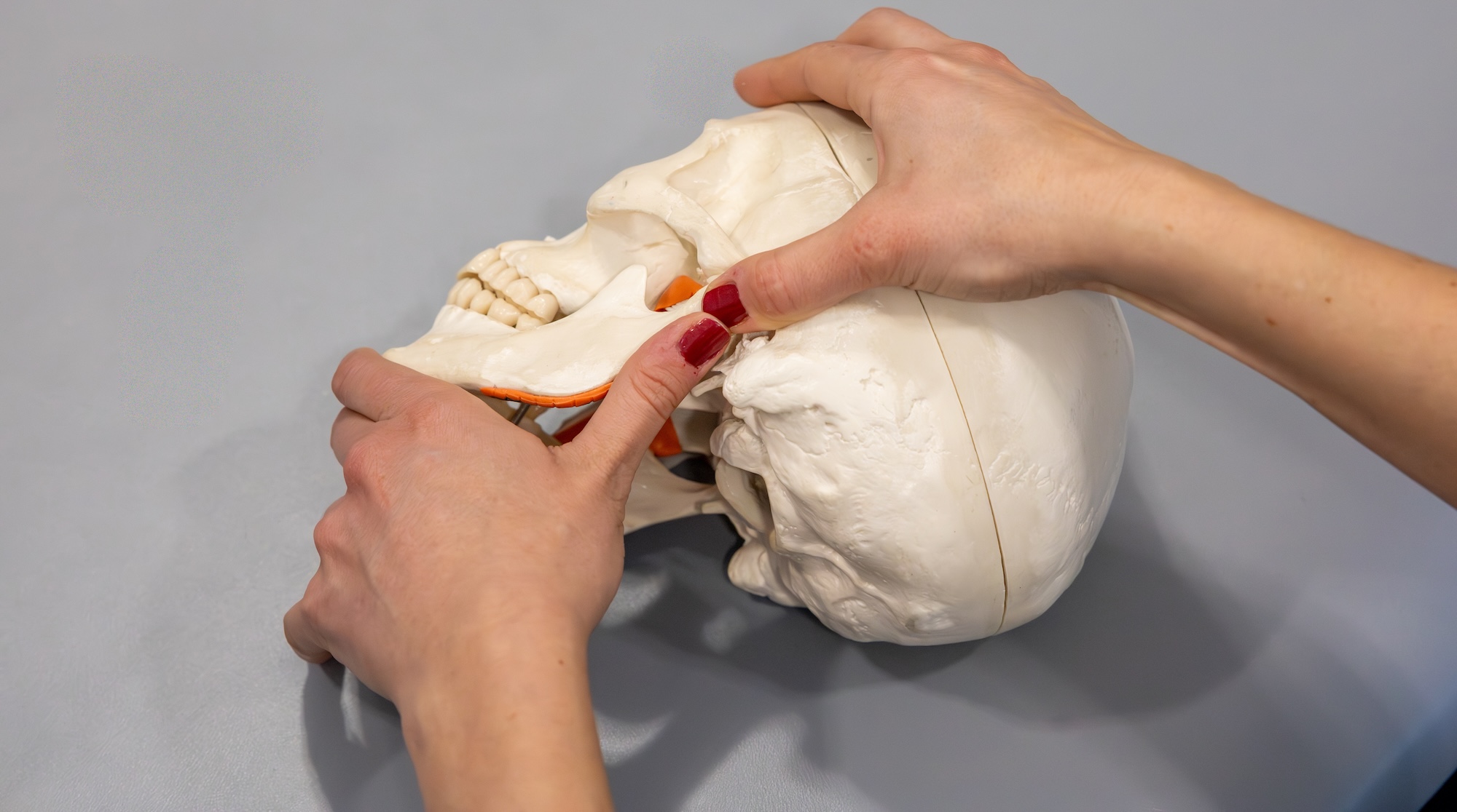 jaw joint